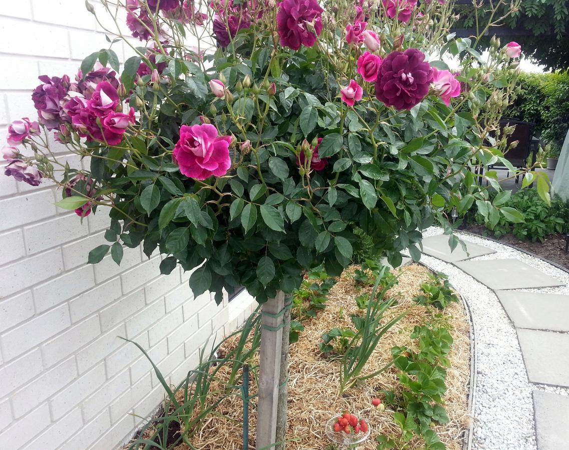 Courtenay B & B Kaiapoi 외부 사진